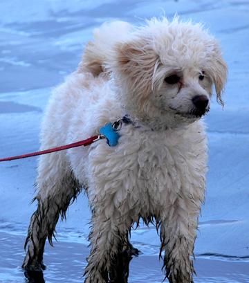 Pixie at 11 months of age